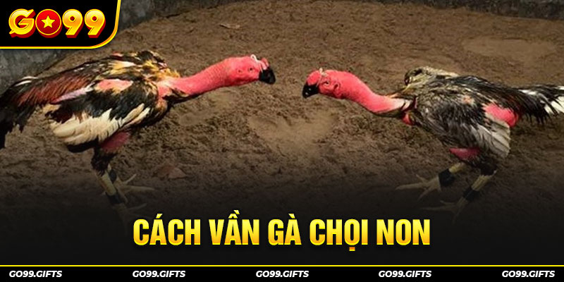 Cách vần gà chọi non