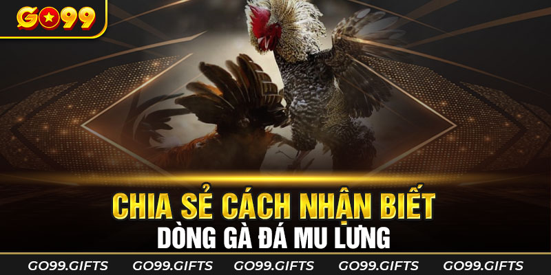 Chia sẻ cách nhận biết dòng gà đá mu lưng