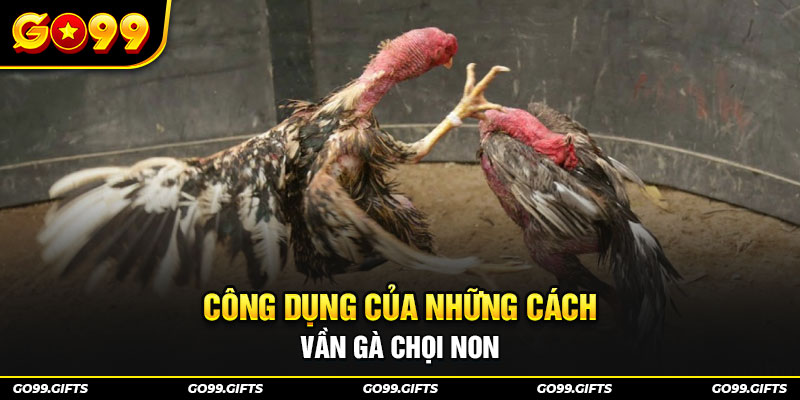 Công dụng của những cách vần gà chọi non