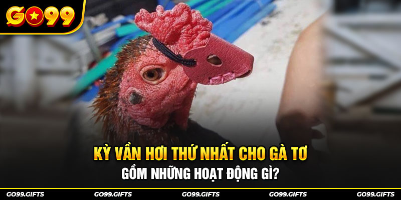 Kỳ vần hơi thứ nhất cho gà tơ gồm những hoạt động gì?