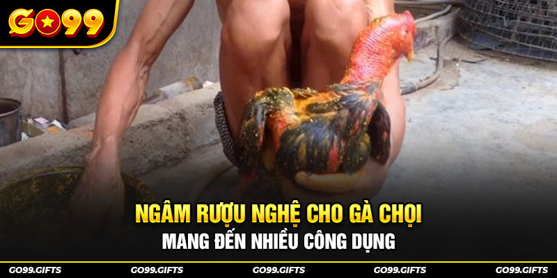 Ngâm rượu nghệ cho gà chọi mang đến nhiều công dụng