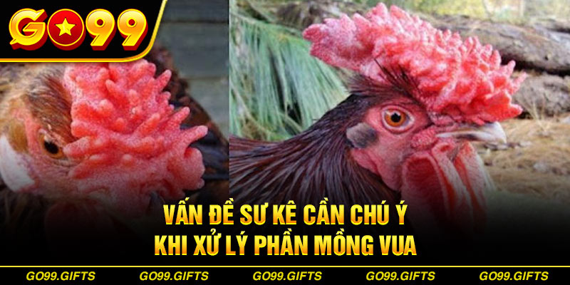  Vấn đề sư kê cần chú ý khi xử lý phần mồng vua