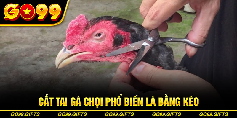 Cắt tai gà chọi phổ biến là bằng kéo