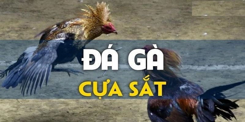 Bí quyết chơi đá gà tai GO99